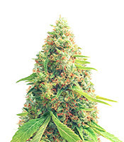 Red Diesel (Barney's Farm) Cannabis-Samen