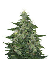 Graines de cannabis LA Woman (DNA Genetics)