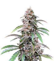 Auto Pineapple Express feminized seeds