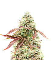 Cherry Pie Feminized Seeds (Herbies Seeds USA)