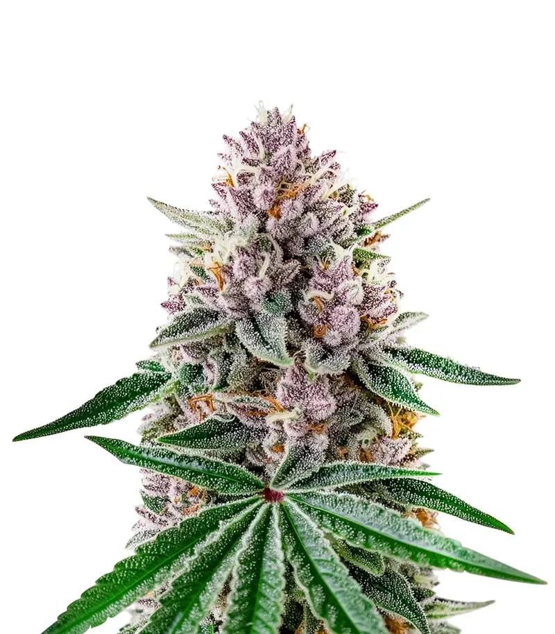Papaya Sour Spritz Seeds (Green House Seeds)