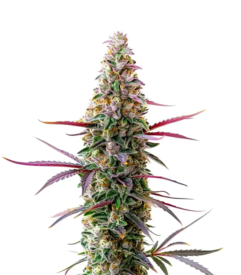 Sementes Feminizadas de Red Banana Berry XXL (Growers Choice)