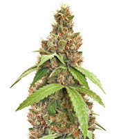 Apollo XX (Brothers Grimm Seeds) Cannabis-Samen