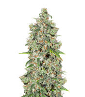 Cheez Wreck (Sagarmatha Seeds)