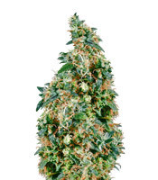 First Lady regular (Sensi Seeds) Cannabis-Samen