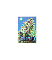Gimli Auto (Rockwell Seeds)