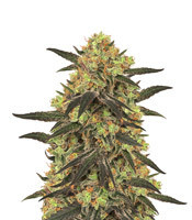 Leisure Zoot Larry (Dr. Krippling Seeds) Cannabis-Samen