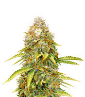 OG Lemon Bilbo (Genehtik Seeds)