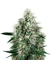 Fire OG Kush feminized seeds