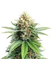 Flowerbomb Kush Seeds
