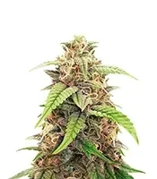 Gorilla Glue Seeds (Herbies Seeds)