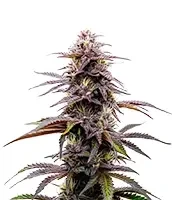 Ghost Train Haze Seeds