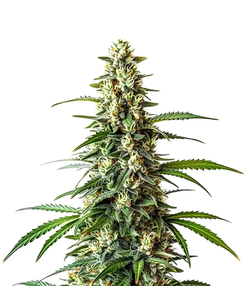 Mamba Negra Fast Seeds