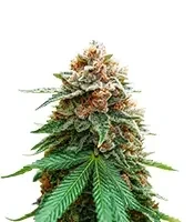 Mimosa Champagne feminized seeds
