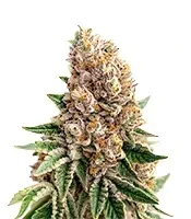 Strawberry Lemonade Seeds