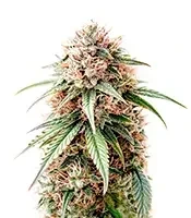Sugarlato Auto Seeds