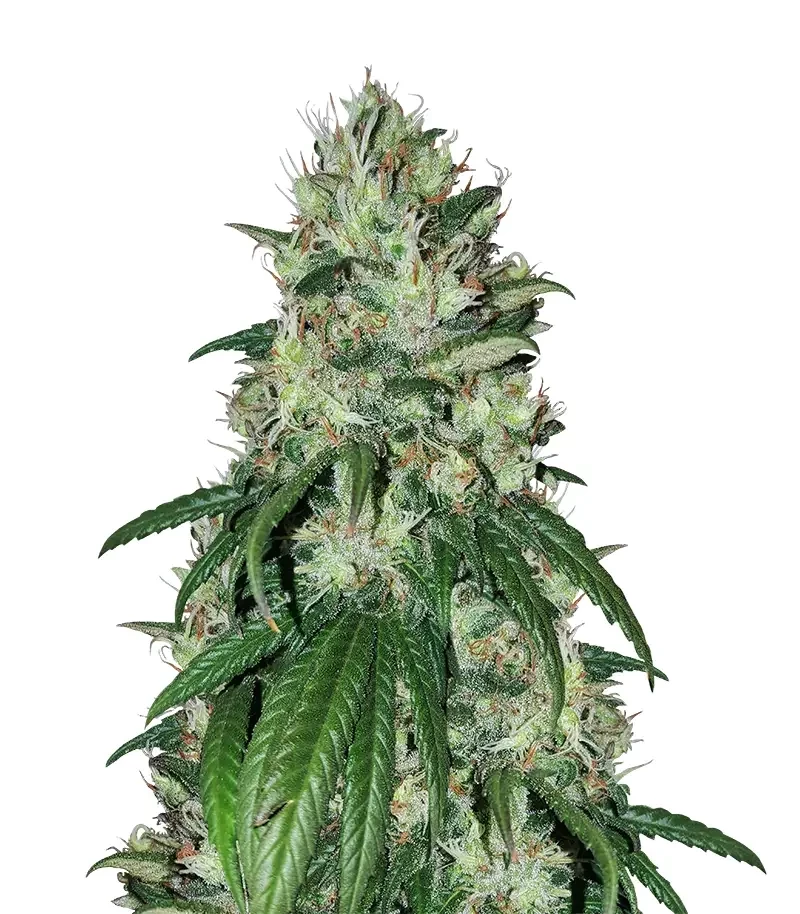 Bruce Banner feminized seeds (Blackskull Seeds)