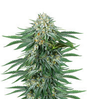 Graines de cannabis Bubba Kush CBD (Dinafem Seeds)