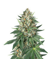 Kush Bomb Regular (Bomb Seeds) Cannabis-Samen