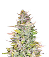 Graines de cannabis Mexican Sativa (Sensi Seeds)