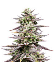 Rocklock (DNA Genetics)