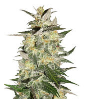 Blue Cheese Automatic strain