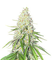Chocolate Thai Autoflower (Herbies Seeds)
