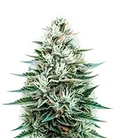 Copacabana Auto feminized seeds