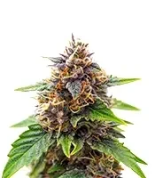 Gorilla King Auto Seeds