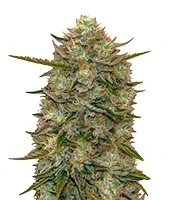 Highcloudz Auto Seeds