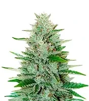 Semi Femminizzati LFG (Barney's Farm)