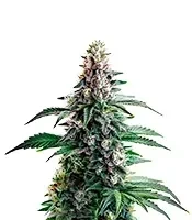 Northern Lights Seeds