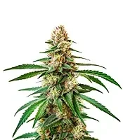 Pineapple Express Seeds