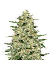 Widow Bomb regular seeds