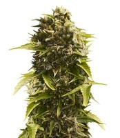 Graines de cannabis Bubba Cheese Auto (Humboldt Seeds)