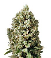 Critical Kush feminized seeds (Dinafem Seeds)