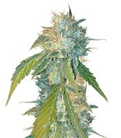 Yumbolt 47 feminized seeds