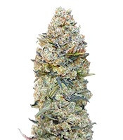 Chocolate Skunk feminized seeds