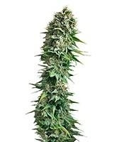 Fruit Spirit feminized seeds