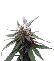 Fruitylicious feminized seeds