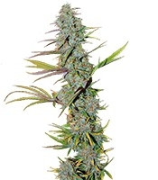 LA Confidential feminized seeds