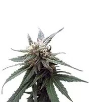 Fruitylicious (Mandala Seeds)