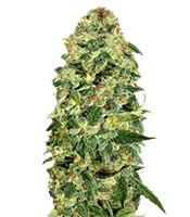 Graines de cannabis Auto California Kush (00 Seeds)