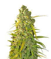 Graines de cannabis Calamity Jane Auto (Buddha Seeds)