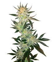 White Rhino regular (Nirvana Seeds)