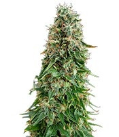 White Siberian feminized seeds