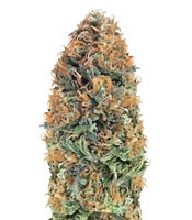 Graines de cannabis Bubblelicious regular (Nirvana Seeds)