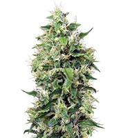 Graines de cannabis Blow Mind Auto (Sweet Seeds)