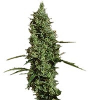 Atomical Haze (Paradise Seeds)