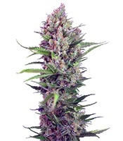 Cream Mandarine F1 Fast Version (Sweet Seeds)